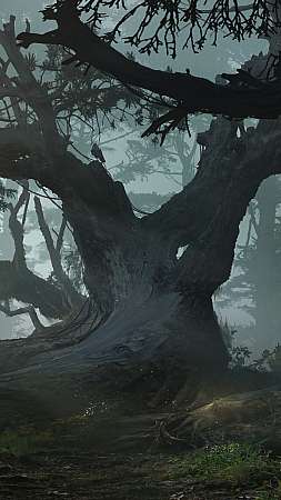 Mysterious forest Mobile Vertical fond d'écran