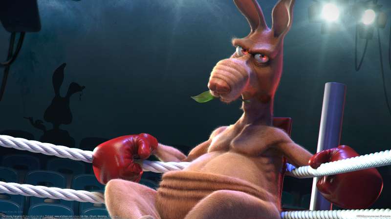 The boxing kangaroo fond d'cran