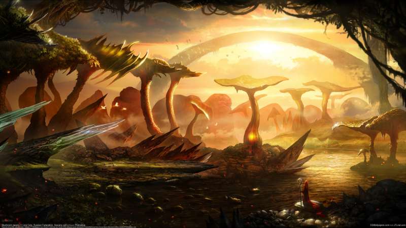 Mushroom swamp fond d'cran