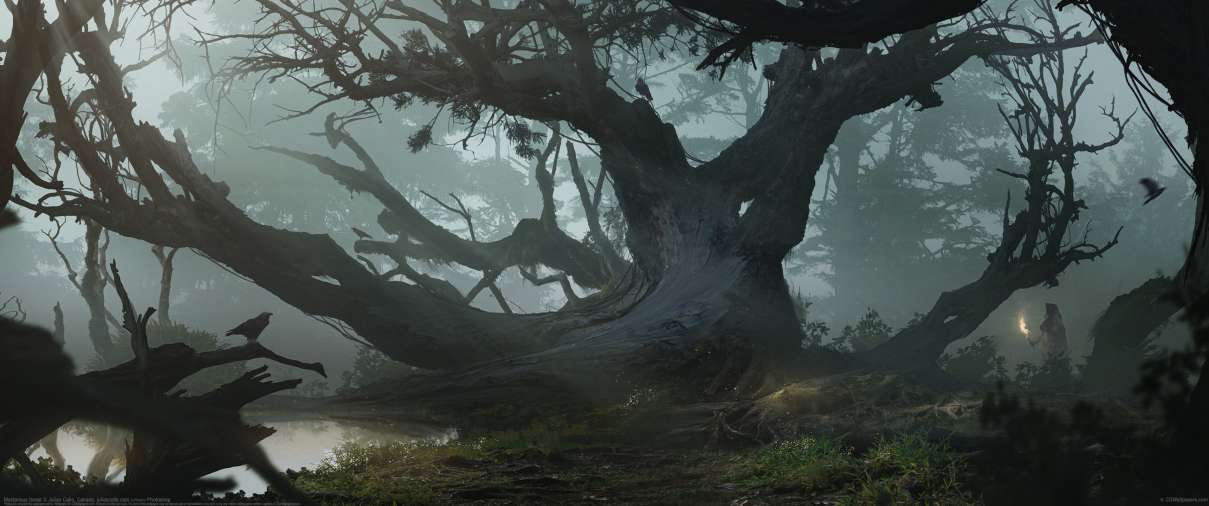 Mysterious forest ultralarge fond d'cran