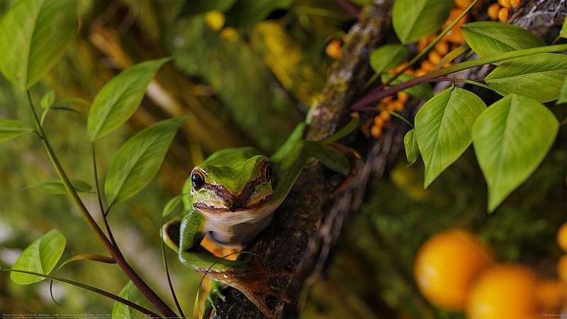 Green tree frog fond d'cran