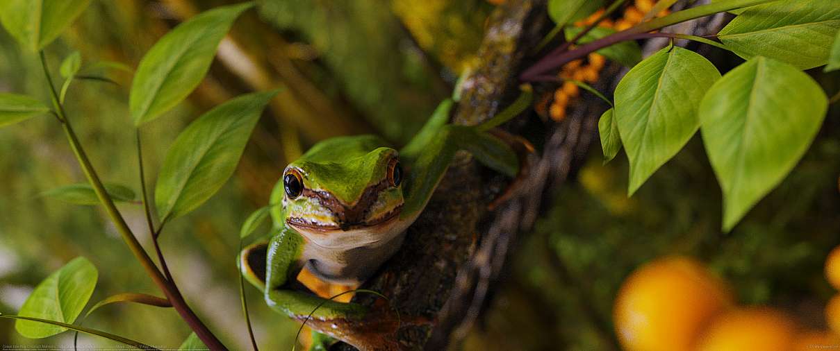 Green tree frog ultralarge fond d'cran