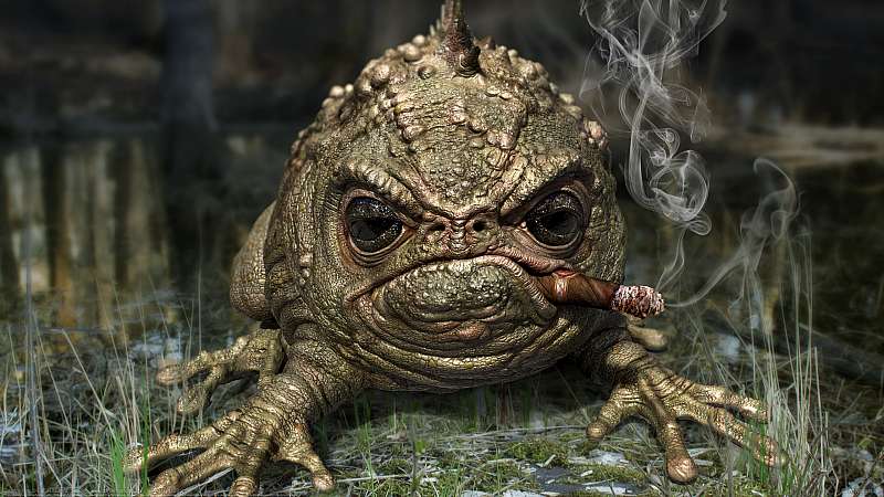 Grumpy frog fond d'cran