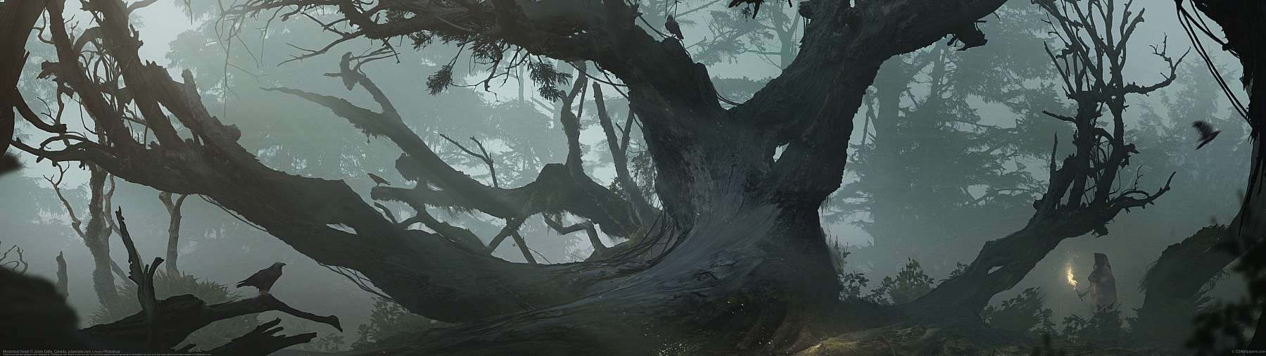 Mysterious forest ultralarge fond d'écran