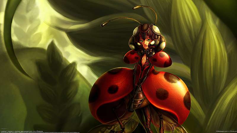 Ladybug fond d'cran