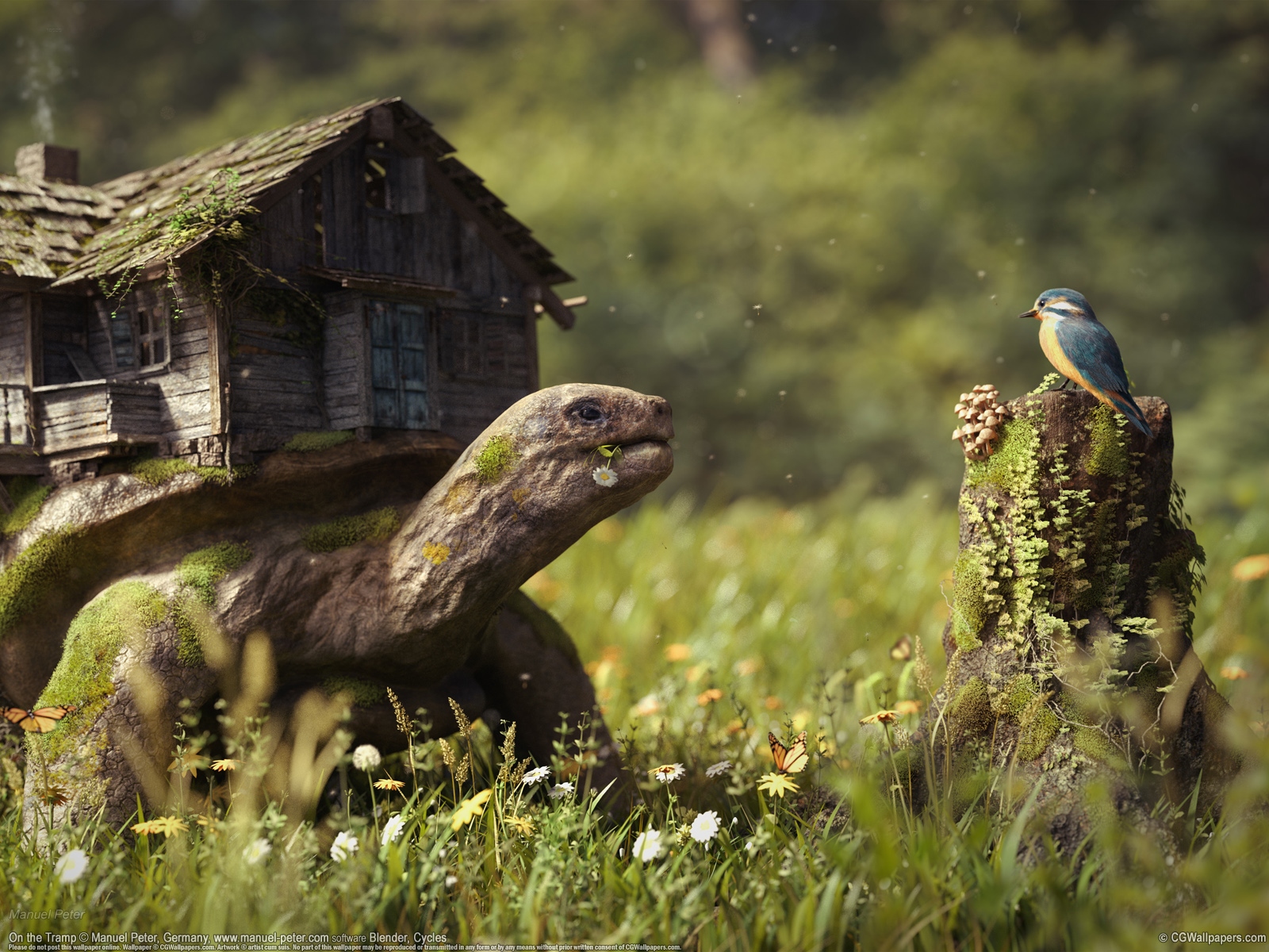 Manuel Peter 1600 fond d'cran 02